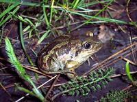 Pelobates fuscus - Common Spadefoot