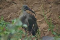 Bostrychia hagedash - Hadada Ibis