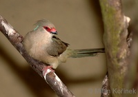 Urocolius macrourus - Blue-naped Mousebird