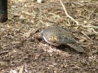 Phaps elegans - Brush Bronzewing