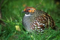 Arborophila torqueola - Common Hill Partridge