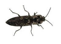 Image of: Alaus oculatus (click beetle)