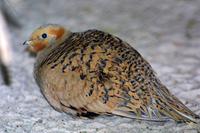 Syrrhaptes paradoxus - Pallas's Sandgrouse