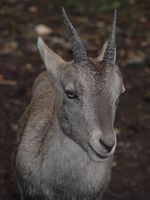 Capra ibex - Alpine Ibex