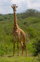 Giraffa camelopardalis tippelskirchi - Masai Giraffe