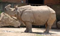 Rhinoceros unicornis - Great Indian Rhinoceros