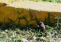 Image of: Lagonosticta rufopicta (bar-breasted firefinch)