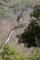 Image of: Leptoptilos javanicus (lesser adjutant)