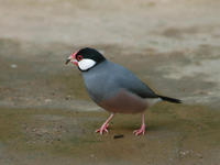 Image of: Lonchura oryzivora (Java sparrow)