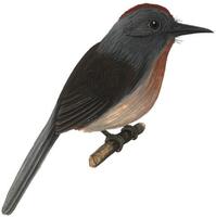 Image of: Nonnula ruficapilla (rufous-capped nunlet)