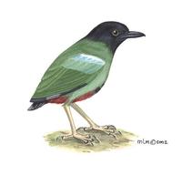 Image of: pitta sordida (hooded pitta)