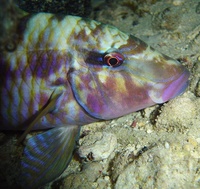 Parupeneus multifasciatus - Banded Goatfish