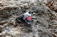 Image of: Tichodroma muraria (wallcreeper)