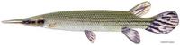 Image of: Atractosteus tristoechus (Cuban gar)