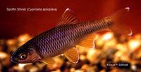 Image of: Cyprinella spiloptera (spotfin shiner)