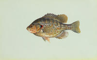 Image of: Lepomis microlophus (redear sunfish)