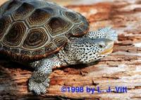 Image of: Malaclemys terrapin (diamondback terrapin)