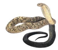 Image of: Naja melanoleuca (forest cobra)