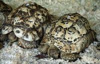 Psammobates pardalis - Leopard Tortoise