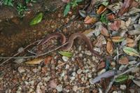 Aspidura drummondhayi