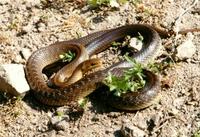 Zamenis longissimus - Aesculapean Snake