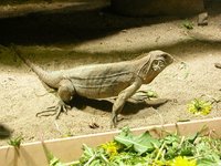 Leiocephalus carinatus - Carinate Curly-tailed Lizard