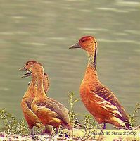 Fulvous Whistling-duck - Dendrocygna bicolor