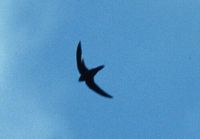 Dark-rumped Swift - Apus acuticauda