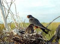 Red-footed Falcon - Falco vespertinus