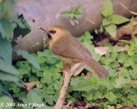 Black-chinned Babbler - Stachyris pyrrhops