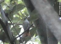 Furtive Flycatcher - Ficedula disposita