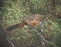 Black-streaked Scimitar Babbler - Pomatorhinus gravivox