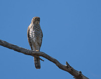 Frances' Sparrowhawk (Accipiter francesii) photo