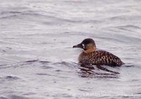 White-backed Duck - Thalassornis leuconotus