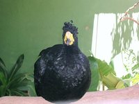 Yellow-knobbed Curassow - Crax daubentoni