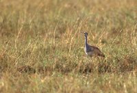 White-bellied Bustard - Eupodotis senegalensis