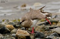 Magellanic Plover - Pluvianellus socialis