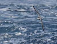 Blue Petrel (Halobaena caerulea) photo