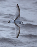 Antarctic Prion (Pachyptila desolata) photo