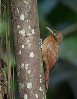 Plain-brown Woodcreeper (Dendrocincla fuliginosa) photo