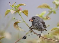 Medium Ground-Finch (Geospiza fortis) photo