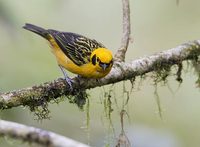 Golden Tanager (Tangara arthus) photo