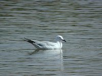 Slender-billed Gull - Larus genei