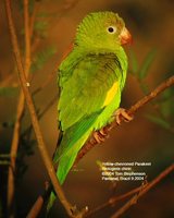 Yellow-chevroned Parakeet - Brotogeris chiriri