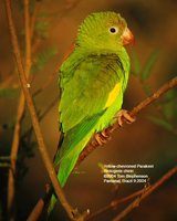 Yellow-chevroned Parakeet - Brotogeris chiriri