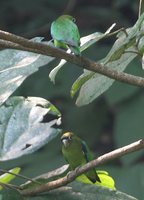 Scarlet-shouldered Parrotlet - Touit huetii