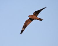 Lesser Nighthawk - Chordeiles acutipennis