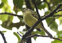 Yellow-olive Flycatcher - Tolmomyias sulphurescens