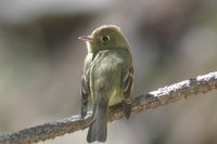 Cordilleran Flycatcher - Empidonax occidentalis