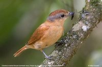 Chestnut-crowned Becard - Pachyramphus castaneus